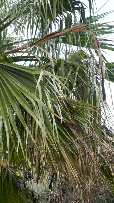 Vertical Close-up of Rain Drops Dripping from Palm Leaves Stock Footage 330028288