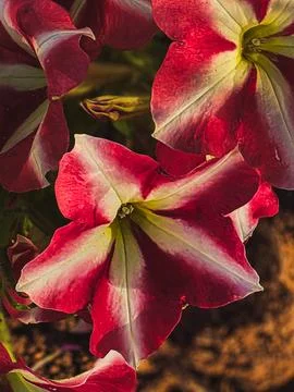 Vertical close-up of red and white PETUNIA HYBRIDA flower in sunlight Foto stock