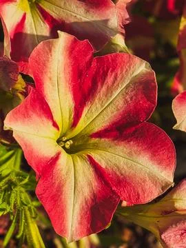 Vertical close-up of red and white PETUNIA HYBRIDA flower with green leaves Stock-Fotos