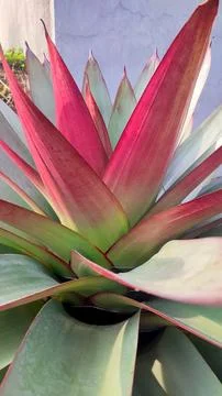 Vertical close-up of red bromeliad leaves, abstract gradient Stock Photos