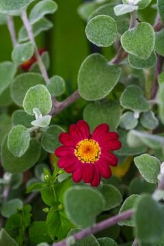 Vertical Close Up of a Red Daisy Flower Among Silvery Green Leaves Foto stock