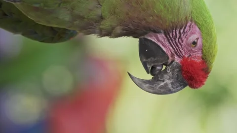 Vertical close-up of red-fronted macaw blinking eyes and moving tongue Stock Footage 146133983