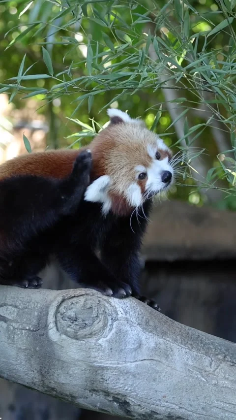 Vertical Close Up of Red Panda Walking and Scratching on Branch Видео 326847340