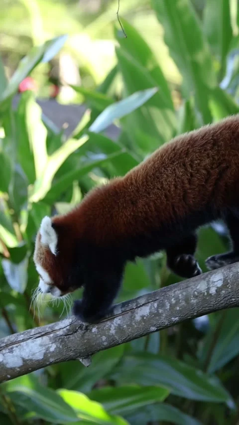 Vertical Close Up of Red Panda Walking Down a Tree Branch Видео 329265115