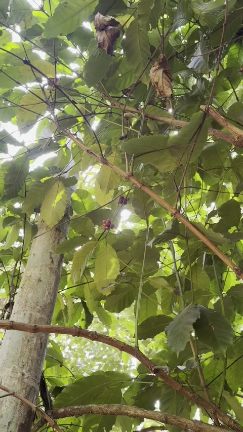 Vertical close up of red ripe coffee cherries growing on tree branch Goa India Vídeo Stock 343156027