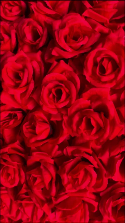 Vertical Close Up of Red Roses Creating Monochrome Floral Texture Stock Footage 330876457