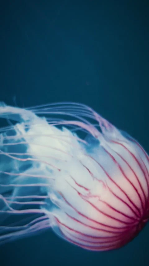 Vertical close-up of red striped jellyfish swimming in blue water Stock Footage 346626829