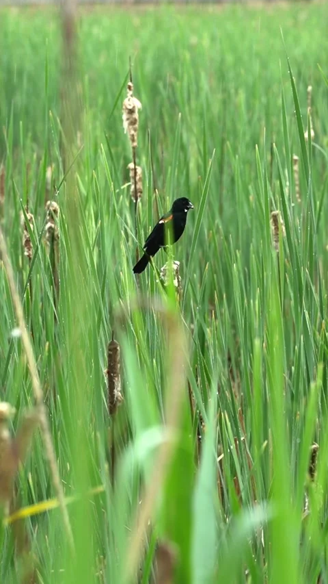 Vertical Close-Up of Red-Winged Blackbird on Cattails in Heavy Rain Stock Footage 340236362