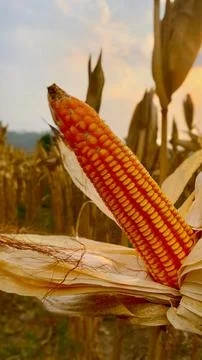 Vertical close-up of a ripe corn cob in a field Stock Photos