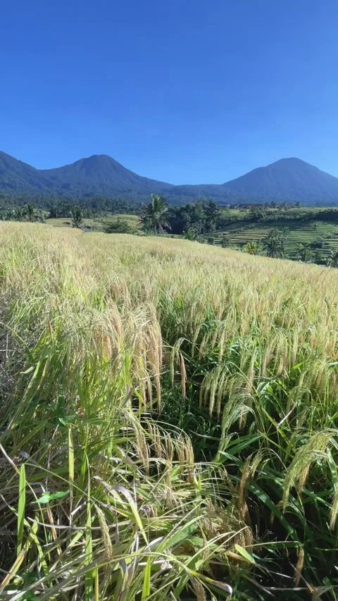 Vertical Close Up of Ripe Golden Rice Ears with Mountains in Bali Stock Footage 336696429