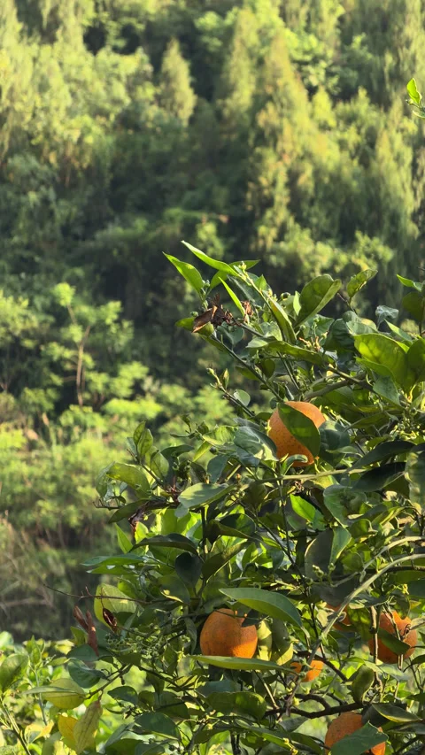 Vertical close-up of ripe oranges growing on citrus tree branch in sunny garden  스톡 동영상 336459904