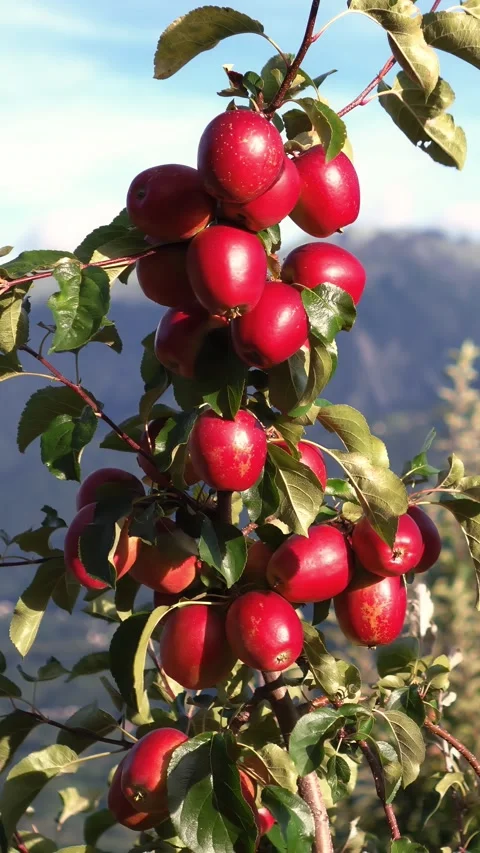 Vertical close up of ripe red apples on tree branch in orchard with mountains Stock Footage 344965160