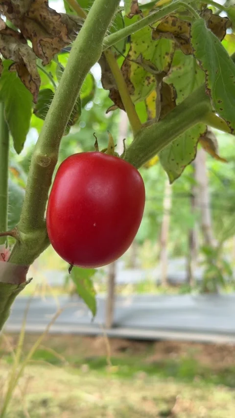 Vertical close up of a ripe red tomato on the vine draws attention to full color Stock Footage 327208408