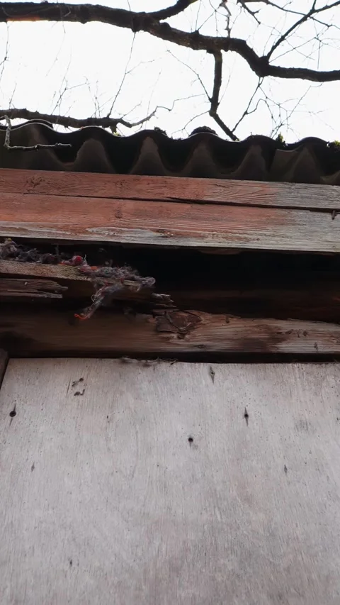 Vertical close-up of rotten roofline insulation hanging from an old wooden Stock Footage 333654041