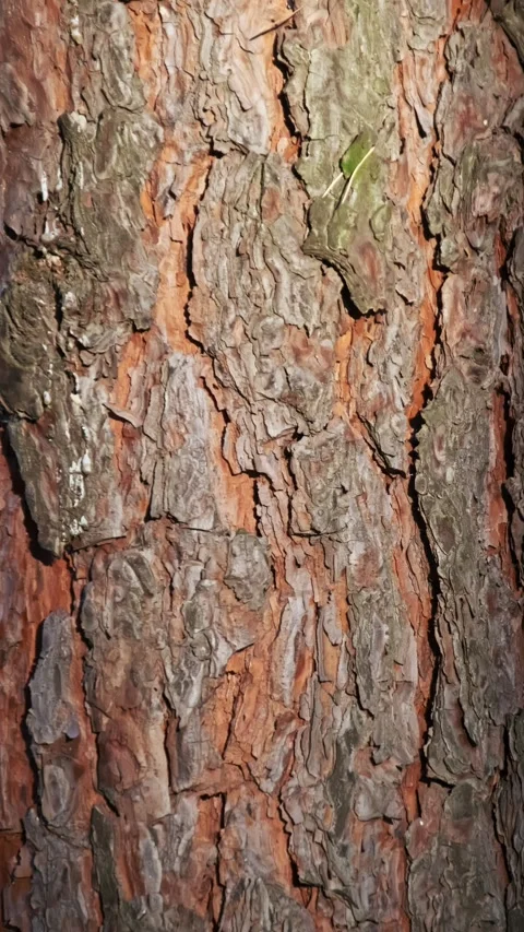 Vertical Close-Up of Rough Pine Tree Bark Texture Stock Footage 314465030