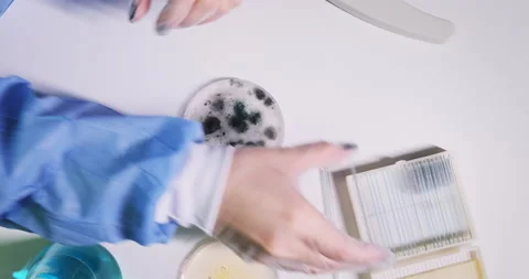 Vertical close-up of scientist taking microscope samples from Petri dish Stock Footage 151445831