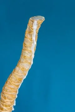 Vertical close up of sealed with candle wax Dracaena trunk cut on blue back.. Stock Photos