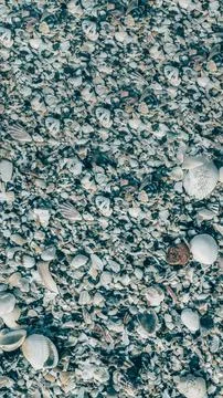 VERTICAL Close-up seashells on beach sand summer day. Abstract ocean background Stock Photos