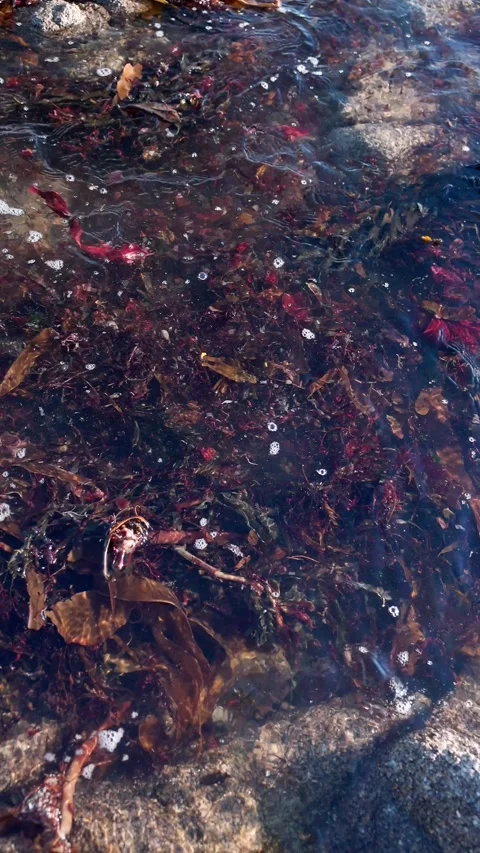 Vertical close-up seaweed between rocks in Brittany, France Stock Footage 321756263