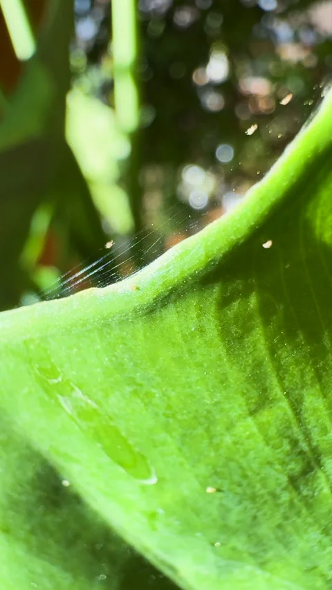 VERTICAL, CLOSE UP: Severe spider mite infestation on a leaf of an indoor plant Vidéo 331222534