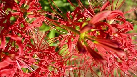 Vertical close up shot of blooming red spider lily flowers Stock Footage 318389123