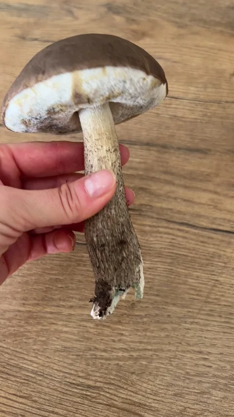Vertical close up shot of hand holding and inspecting fresh wild birch bolete Video stock 346550063