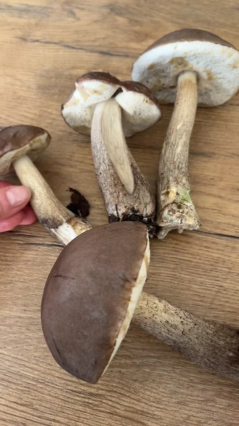 Vertical close up shot of hand placing fresh wild mushroom on wooden table Stock Footage 346550099