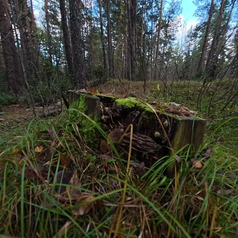 Vertical Close-Up Shot of a Moss-Covered Tree Stump in a Forest Video stock 348519779