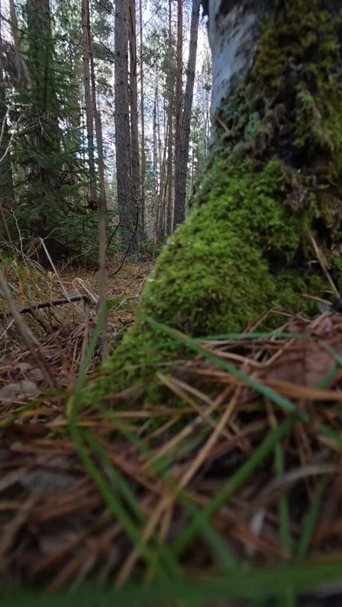 Vertical Close-Up Shot of a Moss-Covered Birch Tree Trunk in a Forest Stock Footage 348519840