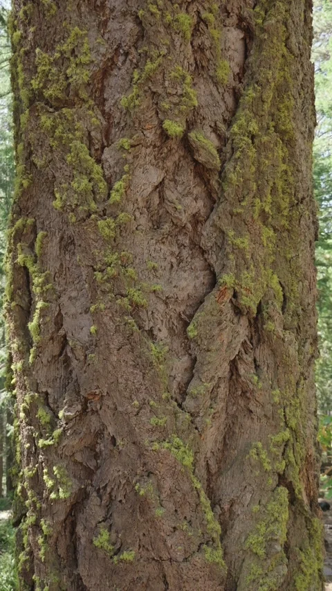 Vertical close up shot of moss growing on thick Douglas fir bark Vídeo Stock 347110298