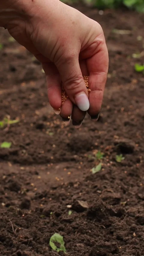 Vertical close-up shot of a person's hand planting and scattering small see.. Stock Footage 346221512