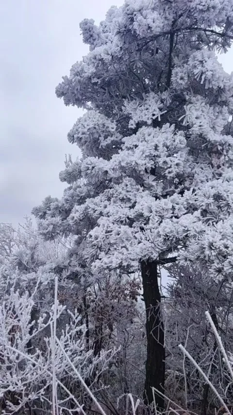 Vertical close up shot of pine tree branches covered in thick white rime ice Video stock 327580865