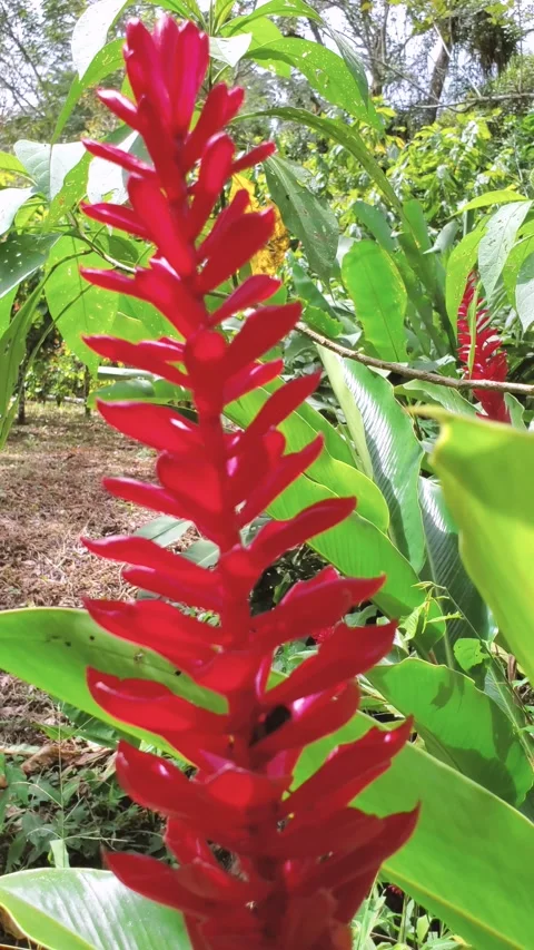 Vertical, close up shot of red heliconia in a tropical forest during the day Stock Footage 307915148
