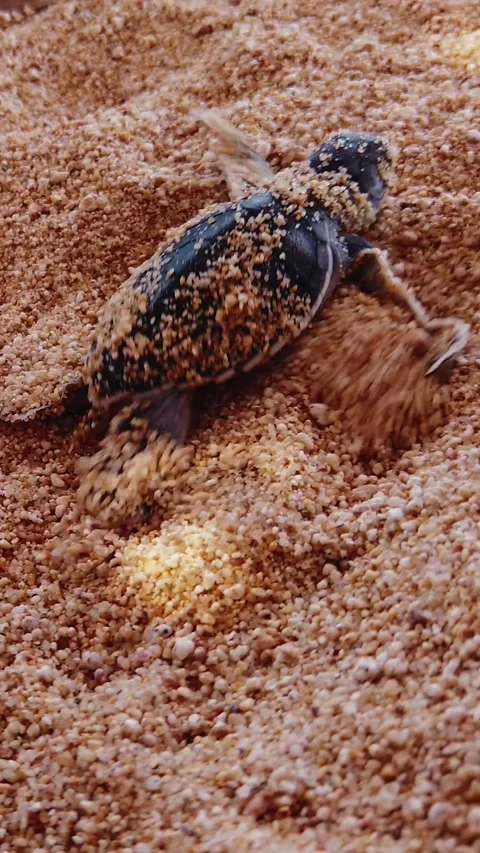 Vertical close up shot of a sand covered baby sea turtle hatchling crawling Stock Footage 337197879
