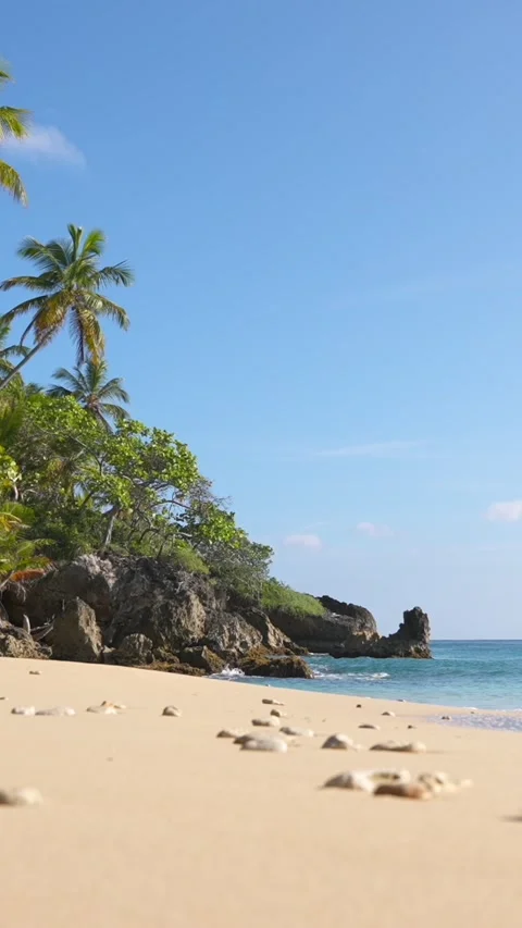 Vertical close-up shot of the sand with shells on the wild tropical beach Stock Footage 296631187