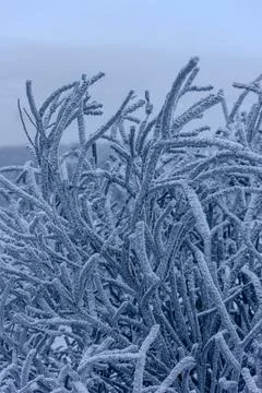 Vertical close-up shot showcasing thick rime ice and frozen frost crystals Stock Photos