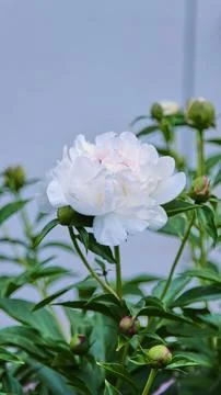 A vertical close-up shot of a soft white double peony with closed green buds Stock Photos