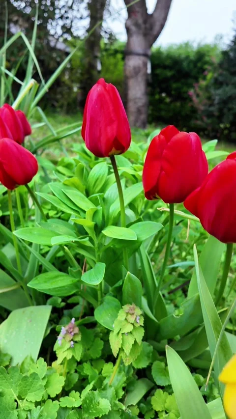 Vertical close-up shot tilting up from a yellow tulip bud to vibrant red tulips  Vídeos de archivo 332679558