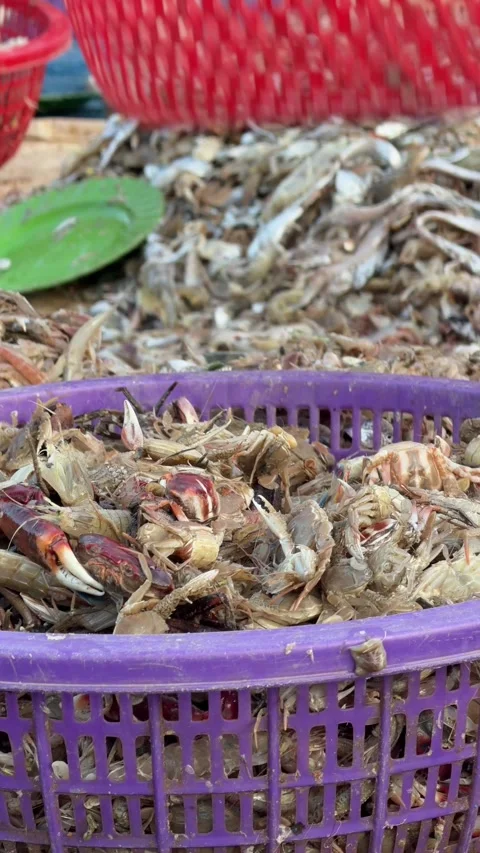 A vertical close up shows mixed non target marine species spread on the ground Stock-Footage 325601425