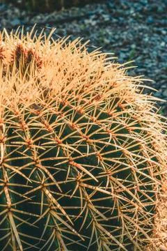 Vertical close-up of the side of a round cactus Stock Photos