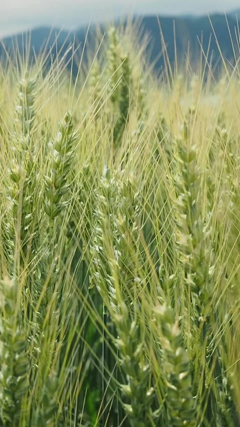 Vertical close-up side view of barley in the wind – slow motion Stock Footage 312148313