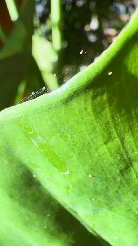 VERTICAL, CLOSE UP: Silk webbing with spider mites marching across green leaf Vidéo 331222093