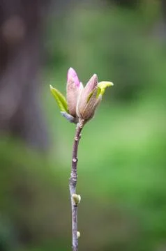 Vertical Close-up of Single Magnolia Stem with Emerging Pink Buds Fotos de archivo