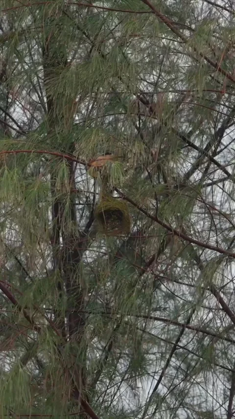 Vertical Close Up of Small Bird Perched Near Nest in Casuarina Tree Stock-Footage 346753938