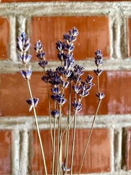 Vertical close-up of a small dry lavender bouquet against a brick wall Foto stock