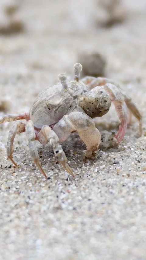 Vertical Close Up of Small Ghost Crab Moving on Sandy Beach Stock Footage 326088734