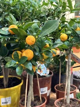 Vertical close up of a small orange tree at garden center Stock Photos