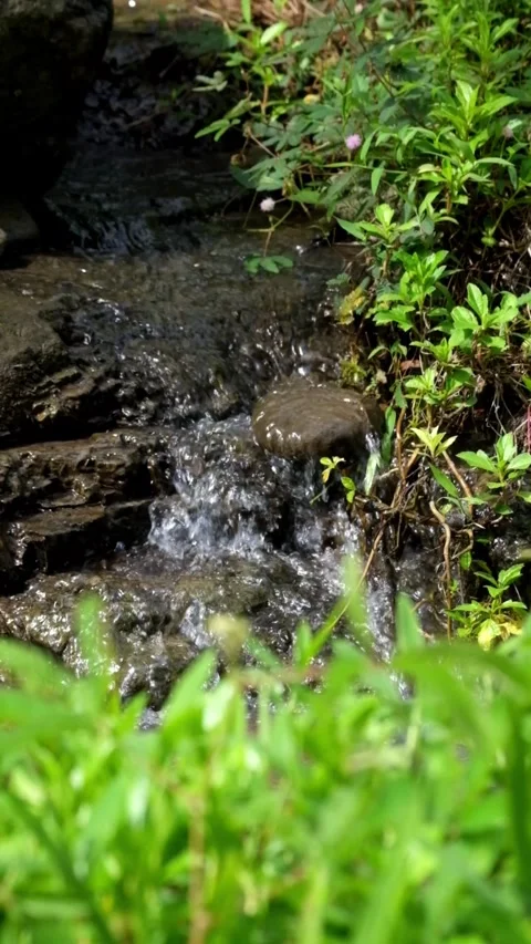 Vertical close-up of a small waterfall flowing among green bushes Stock-Footage 336878263