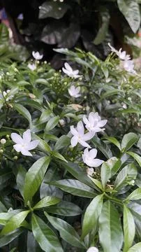 Vertical close up of small white crepe jasmine flowers blooming on green bush 库存照片
