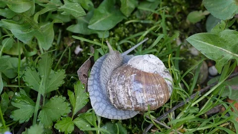Vertical close up of snail turning 動画素材 88918895